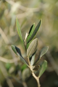 olive_branch